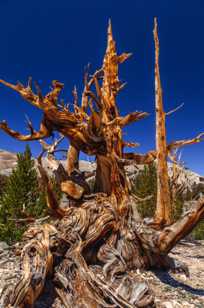 Bristlecone Pine, Patriarch Grove-3882 Bristlecone Pine, Patriarch Grove-3882